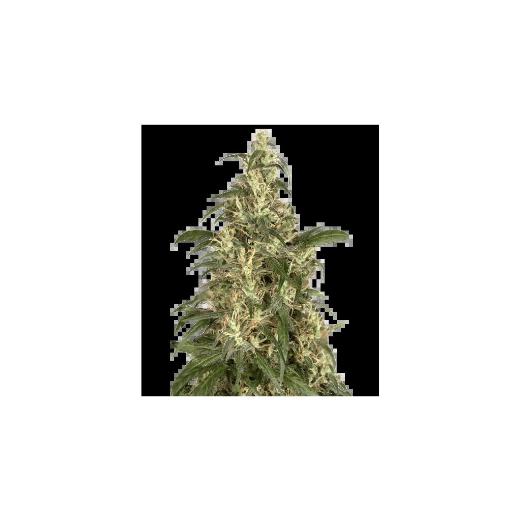 CBD Cream &amp; Cheese Feminized