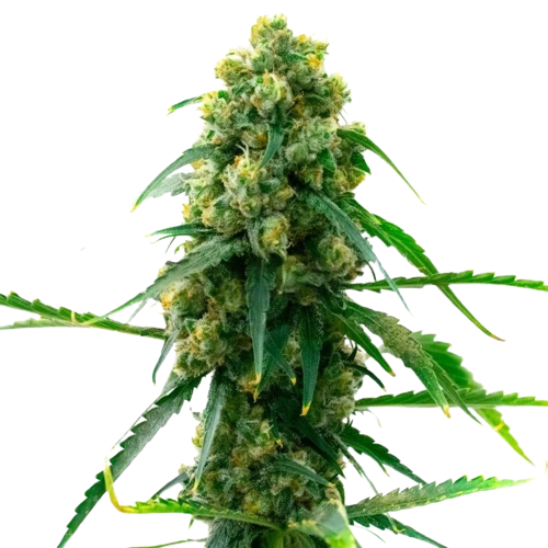 3 Kings Feminized