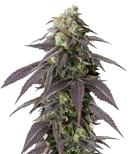 707 Headband Feminized
