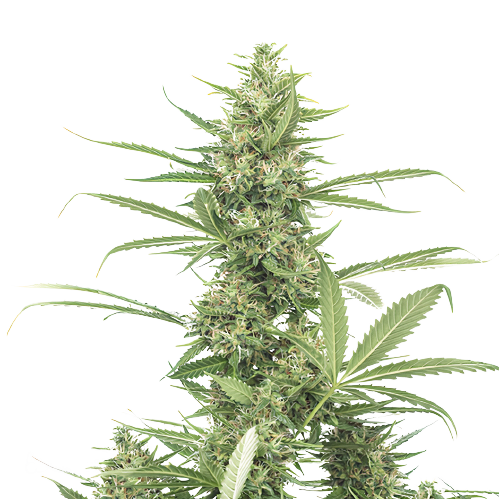 8 Ball Kush Feminized