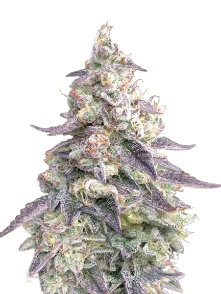 9 Pound Hammer Feminized