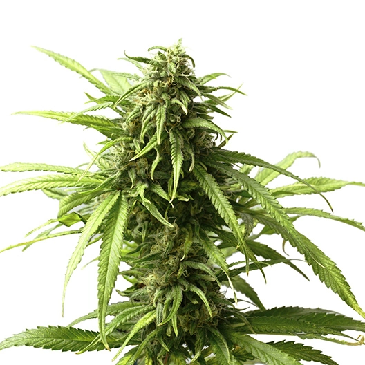98 Aloha White Widow Feminized