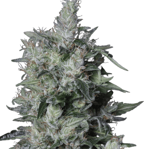 A-Train Feminized