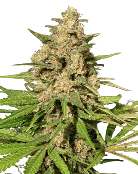 Afghani Bullrider Feminized