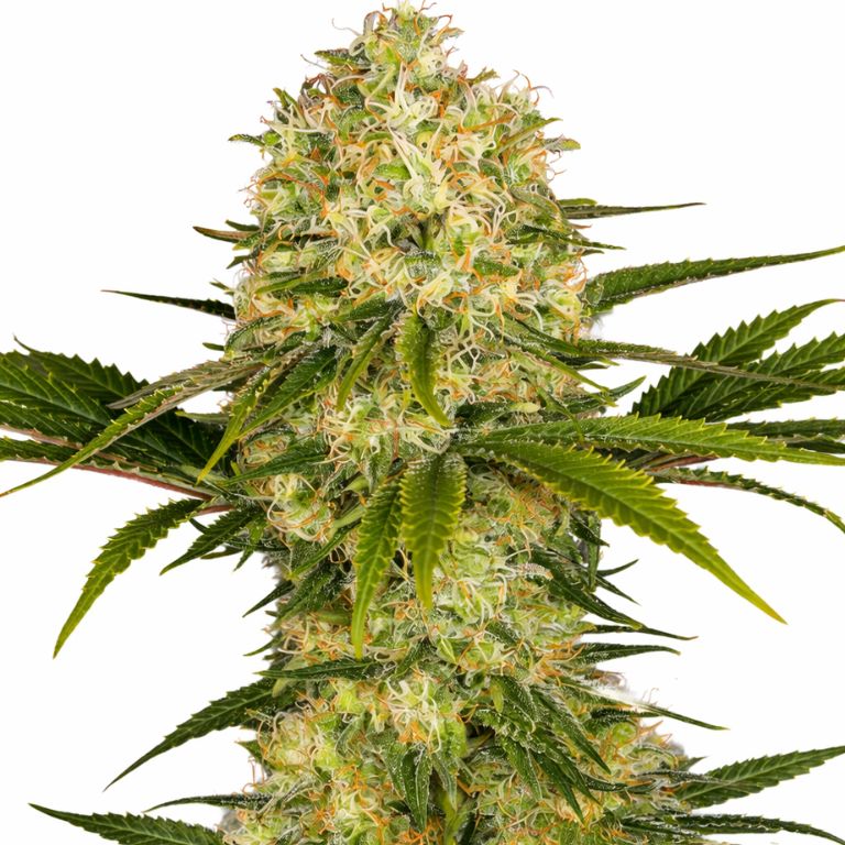 Afghani Feminized
