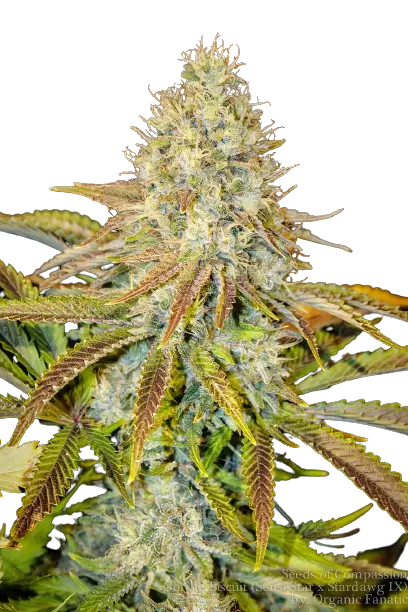 Afwreck Feminized