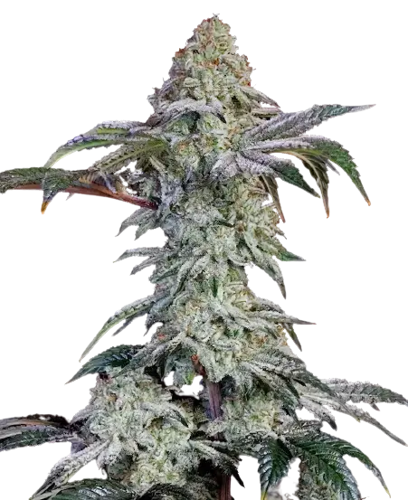 Agent Tangie Feminized