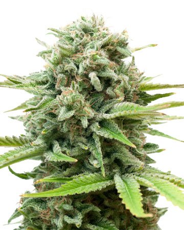 AK Feminized