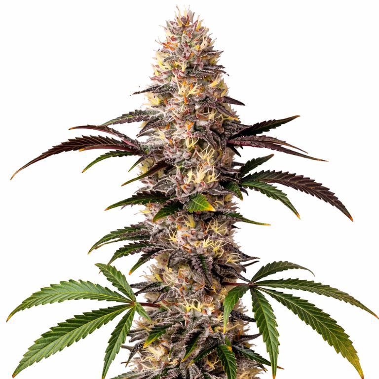 Alaskan Thunder Fuck Feminized