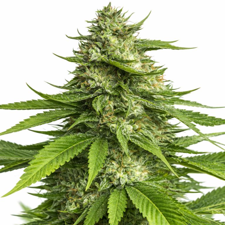 Alice In Wonderland Feminized