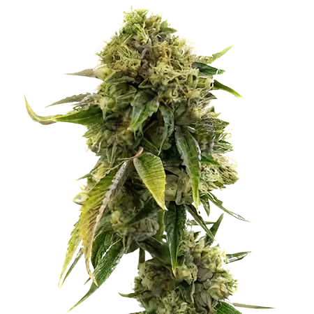 Alien Gorilla Glue Feminized