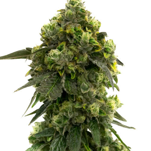 Alien Kush Feminized