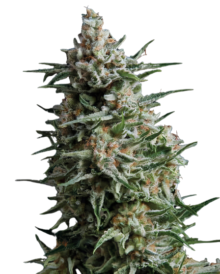 Alien Reunion Feminized