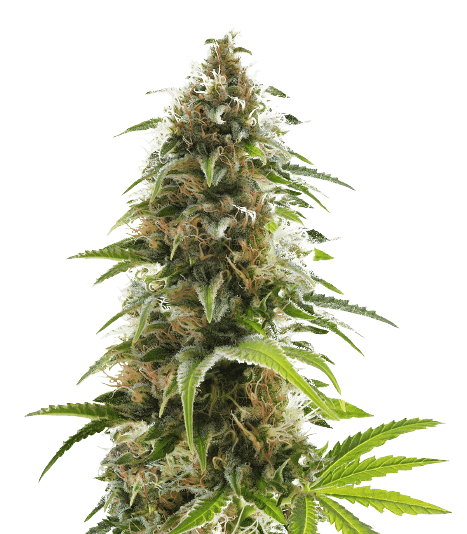 Alien Rift Feminized