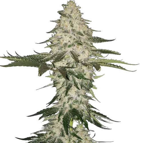 Allen Wrench Feminized