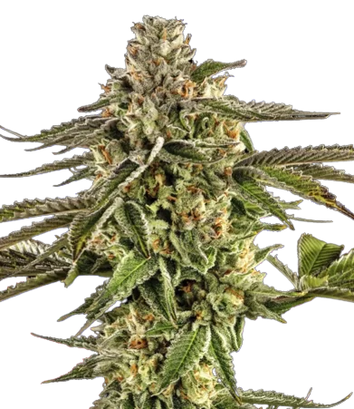 Alpine Blue Feminized