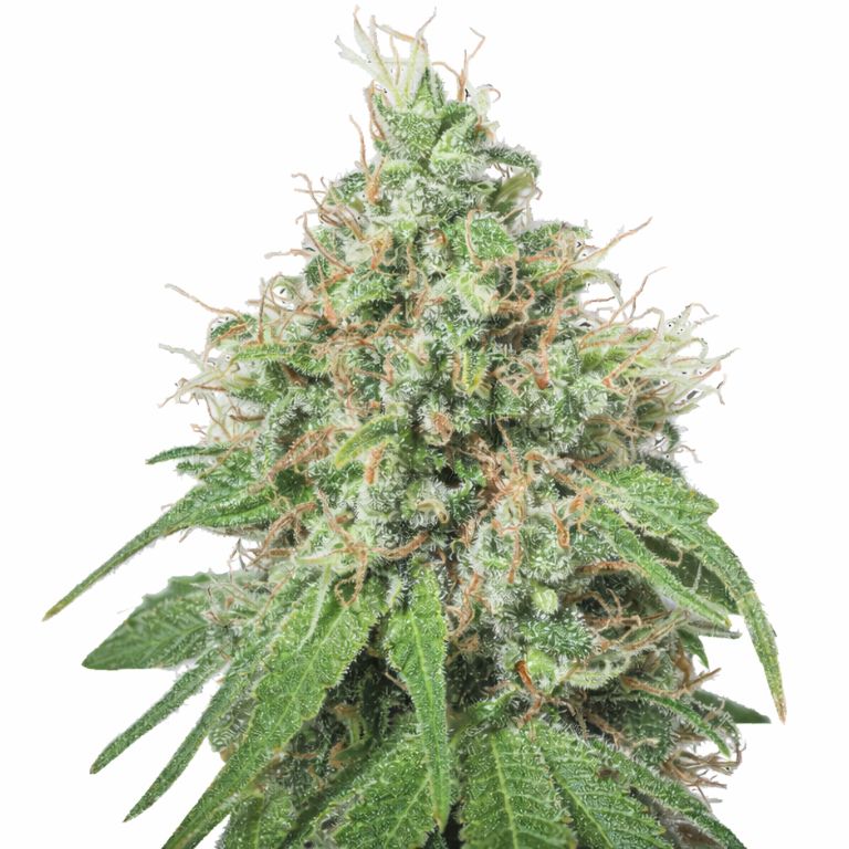 Amnesia Feminized