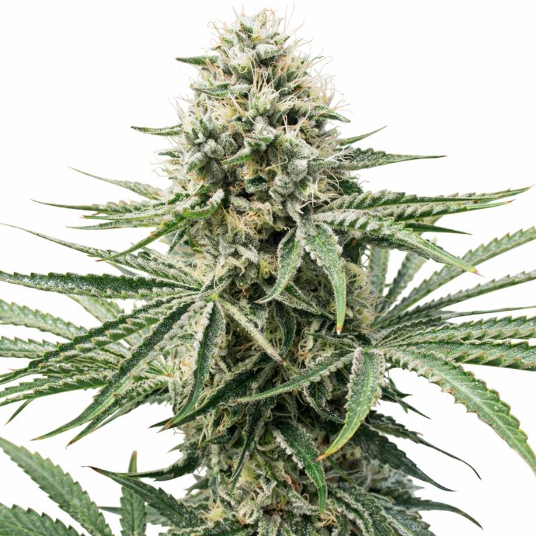 Amnesia Lemon Feminized