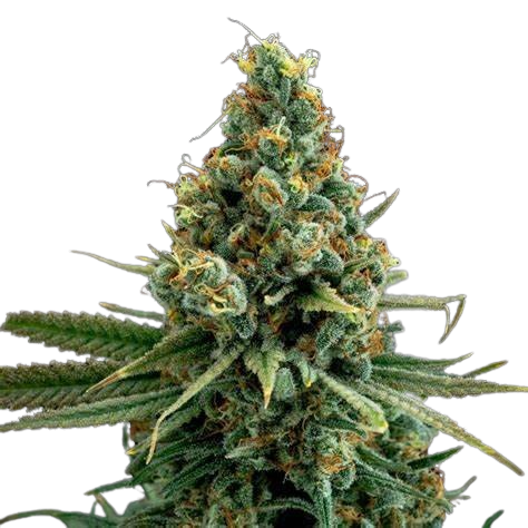 Ancient Kush Feminized