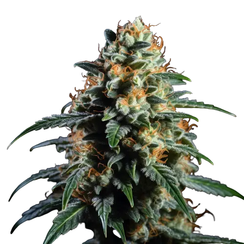 Ancient OG Feminized