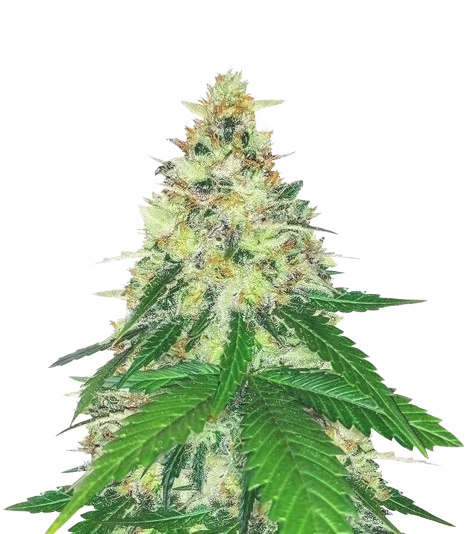 Apple Betty Feminized