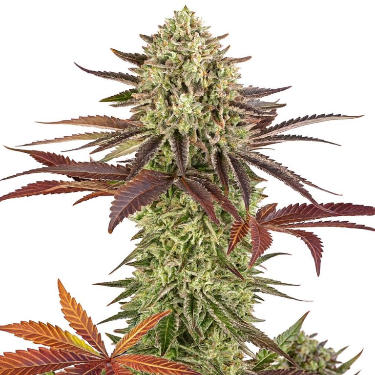 Apple Fritter Feminized