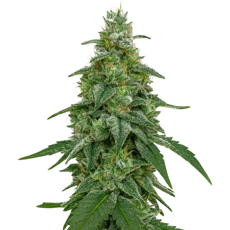 Area 51 Feminized