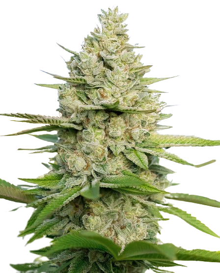 Atomic Northern Lights Feminized