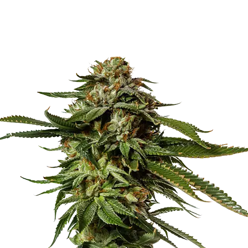 Aurora Borealis Feminized