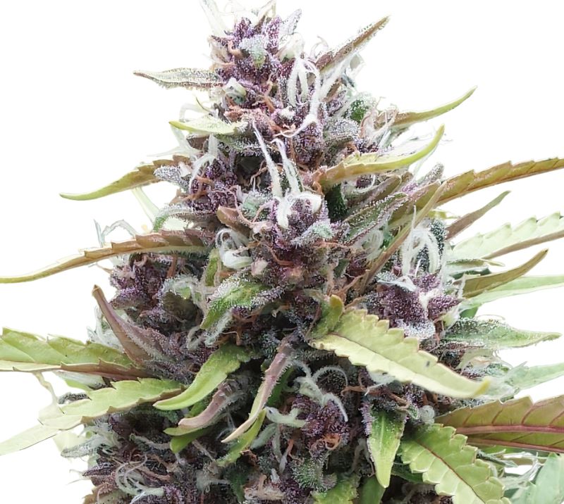 Ayahuasca Purple Feminized
