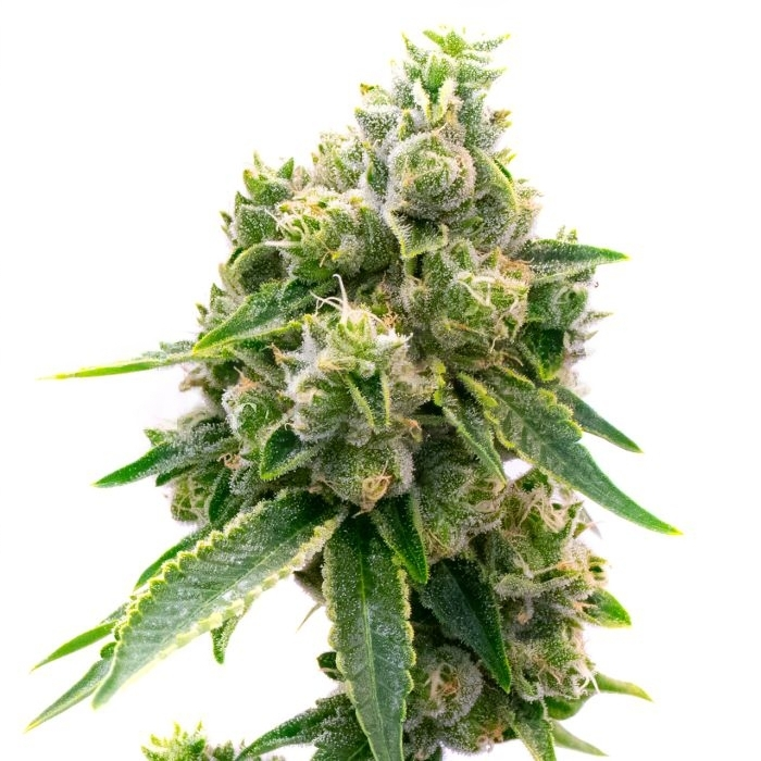Baked Apple Feminized