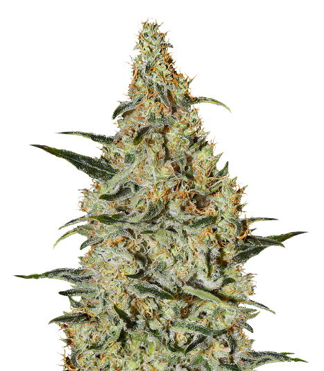 Bakerstreet Feminized