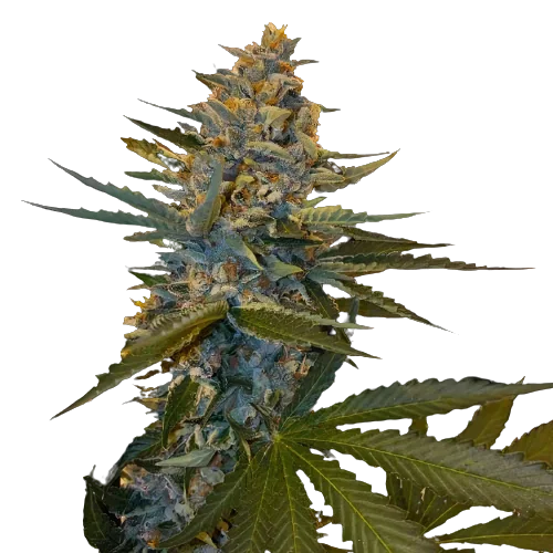 Banana Candy Feminized