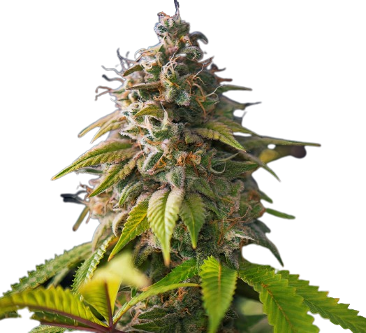 Banana Cream OG Feminized