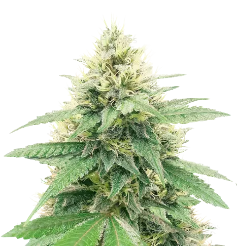 Banana Diesel Feminized
