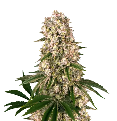 Banana Kush Feminized