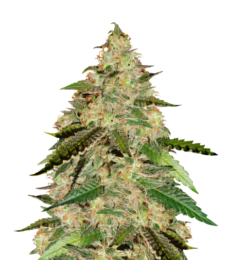 Bay 11 Feminized
