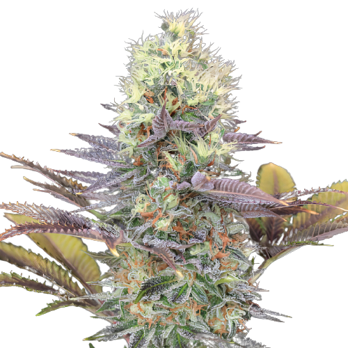 Bay Dream Feminized