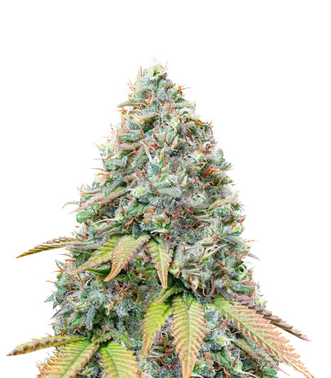 BCN Diesel CBD Feminized
