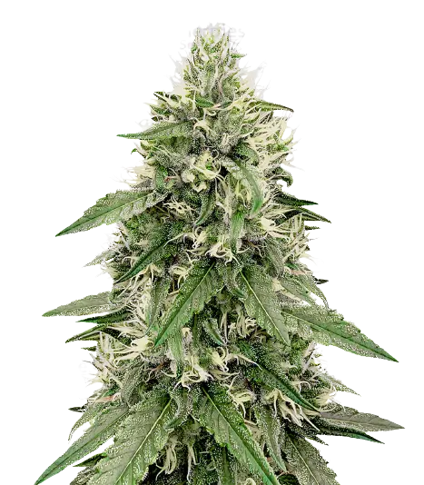 Bear Dance Feminized