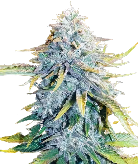 Big Blue Feminized