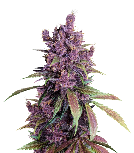 Black Cherry Feminized