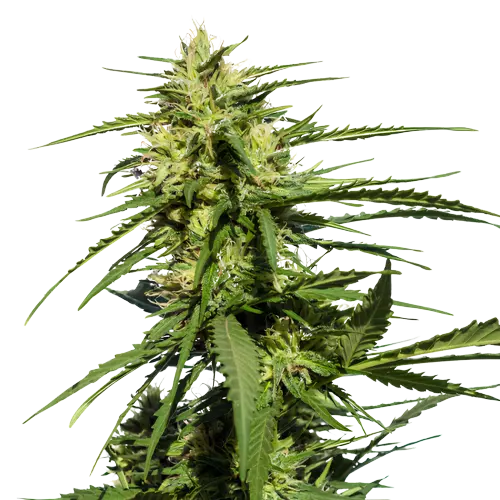 Black Diamond Feminized