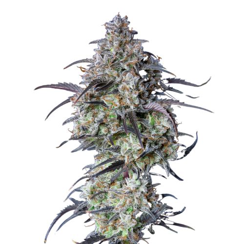 Black Water Purple OG Cheese Feminized