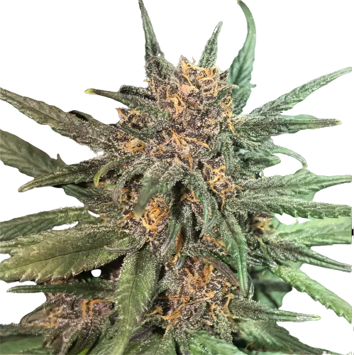 Blackberry Cream Feminized