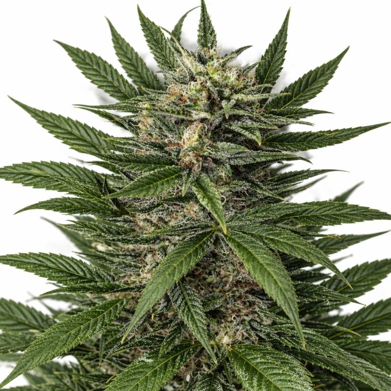 Blue Amnesia Feminized