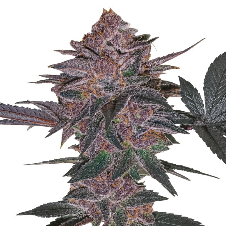 Blue Biscotti Feminized