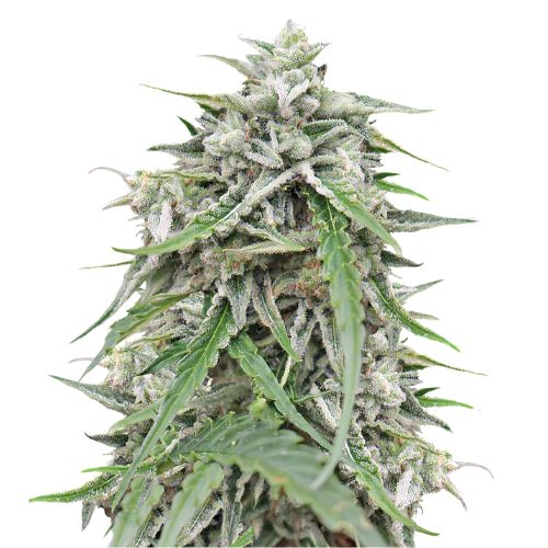 Blue Galaxy Feminized