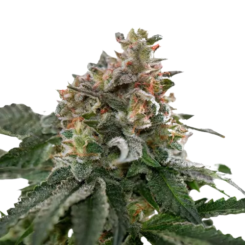 Blue Goo Feminized