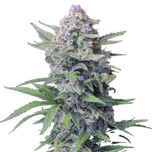 Blue Hawaiian Feminized